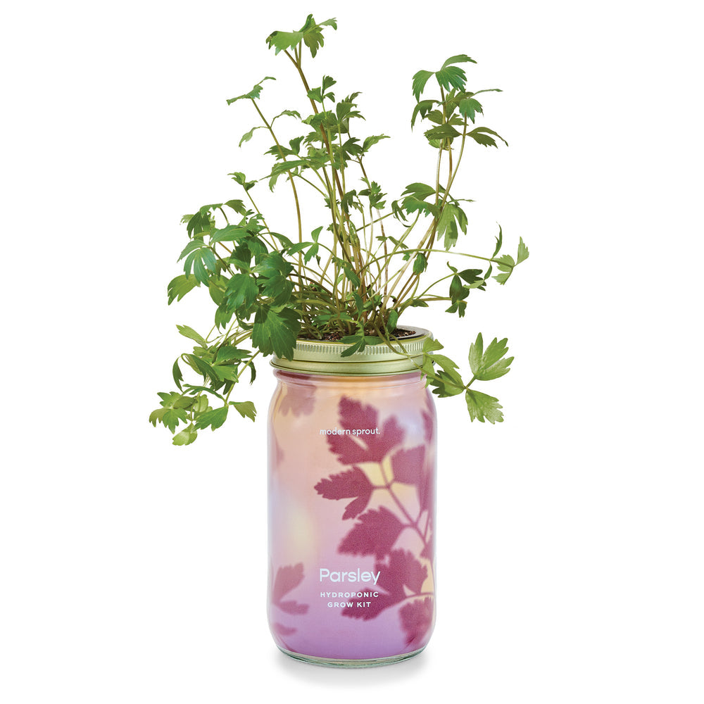 Organic Herb Garden Jar Hydroponic Growing Kit - Hello World Modern Mercantile