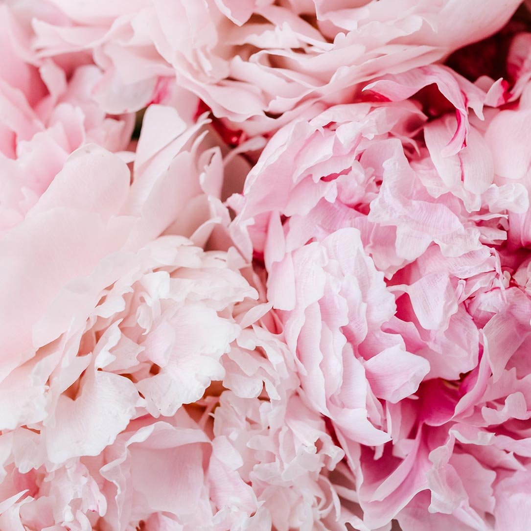 Radiant Peony Lip Balm - Hello World Modern Mercantile