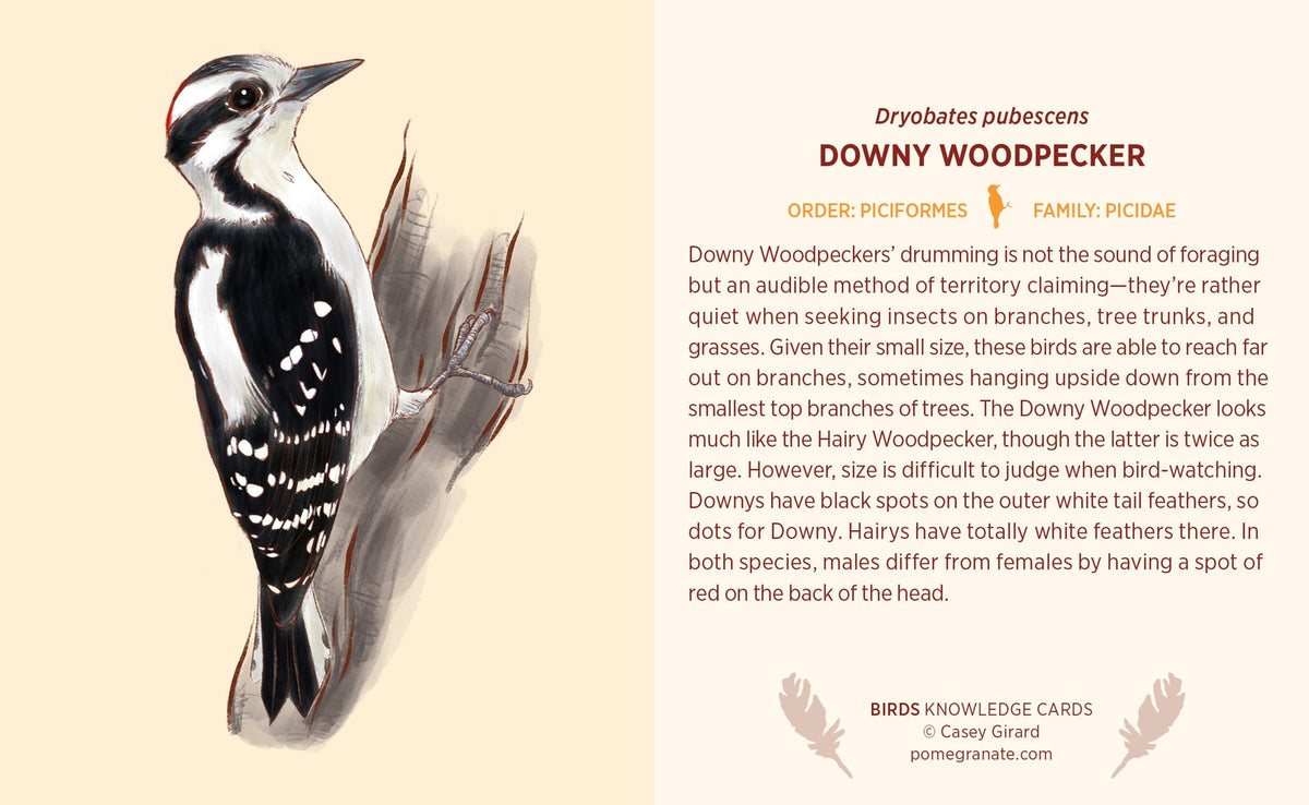 Birds Knowledge Card Deck