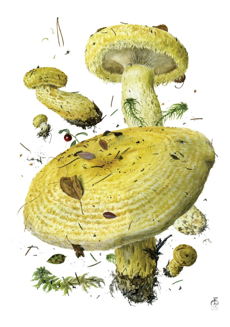 Mushrooms: Alexander Viazmensky Boxed Notecard Assortment Interior Lactarius repraesentaneus
