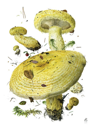 Mushrooms: Alexander Viazmensky Boxed Notecard Assortment Interior Lactarius repraesentaneus
