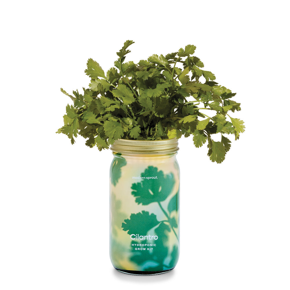 Organic Herb Garden Jar Hydroponic Growing Kit - Hello World Modern Mercantile
