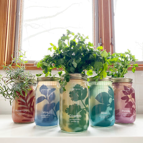 Organic Herb Garden Jar Hydroponic Growing Kit - Hello World Modern Mercantile