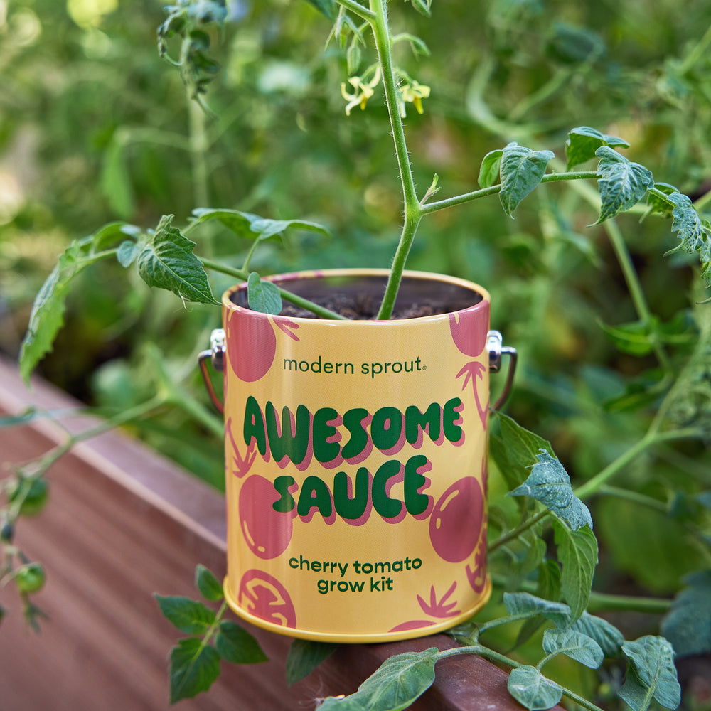 Complimentary Colors Garden Grow Kit - Cherry Tomato - Hello World Modern Mercantile
