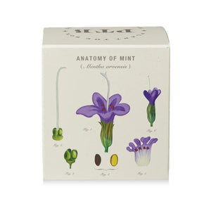 Crushed Mint - Pure Soy Candle Plantable Box - Hello World Modern Mercantile