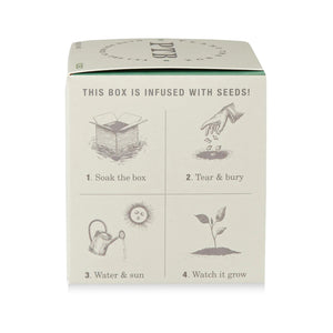 Crushed Mint - Pure Soy Candle Plantable Box - Hello World Modern Mercantile
