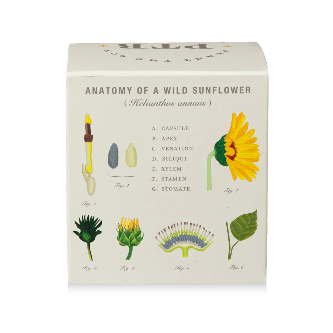 Sweet Sunflower - Pure Soy Plant The Box Candle - Hello World Modern Mercantile