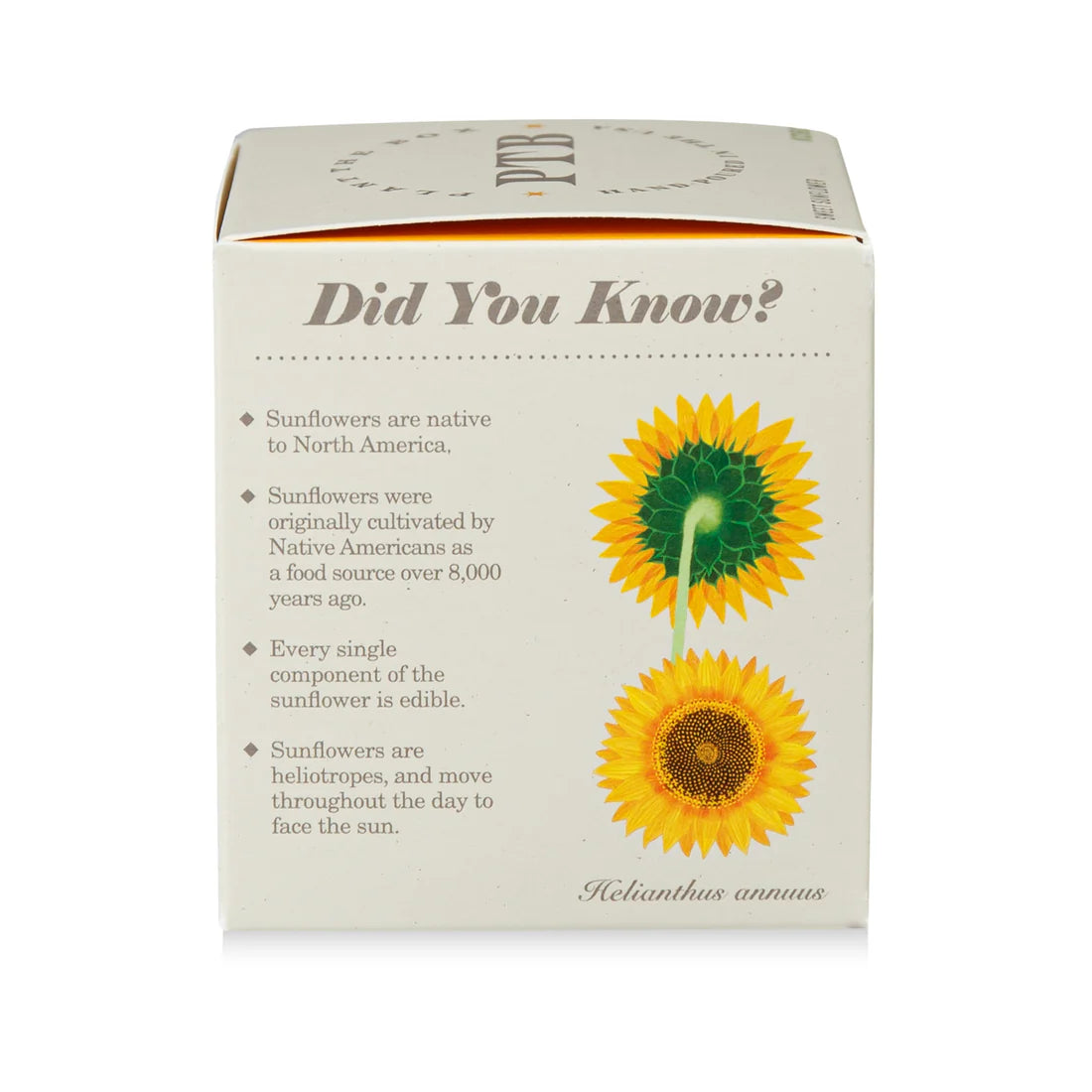 Sweet Sunflower - Pure Soy Plant The Box Candle - Hello World Modern Mercantile