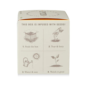 Sweet Sunflower - Pure Soy Plant The Box Candle - Hello World Modern Mercantile