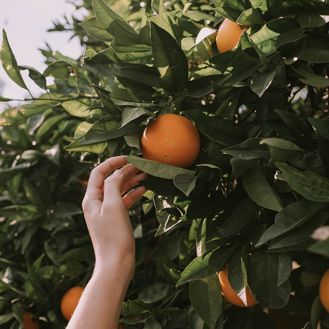 Hand reaching towards an orange on a tree with other oranges and green leaves.