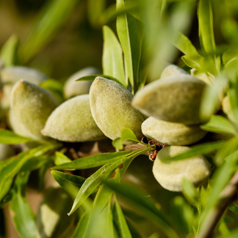 Nourishing Almond Lip Balm - Hello World Modern Mercantile
