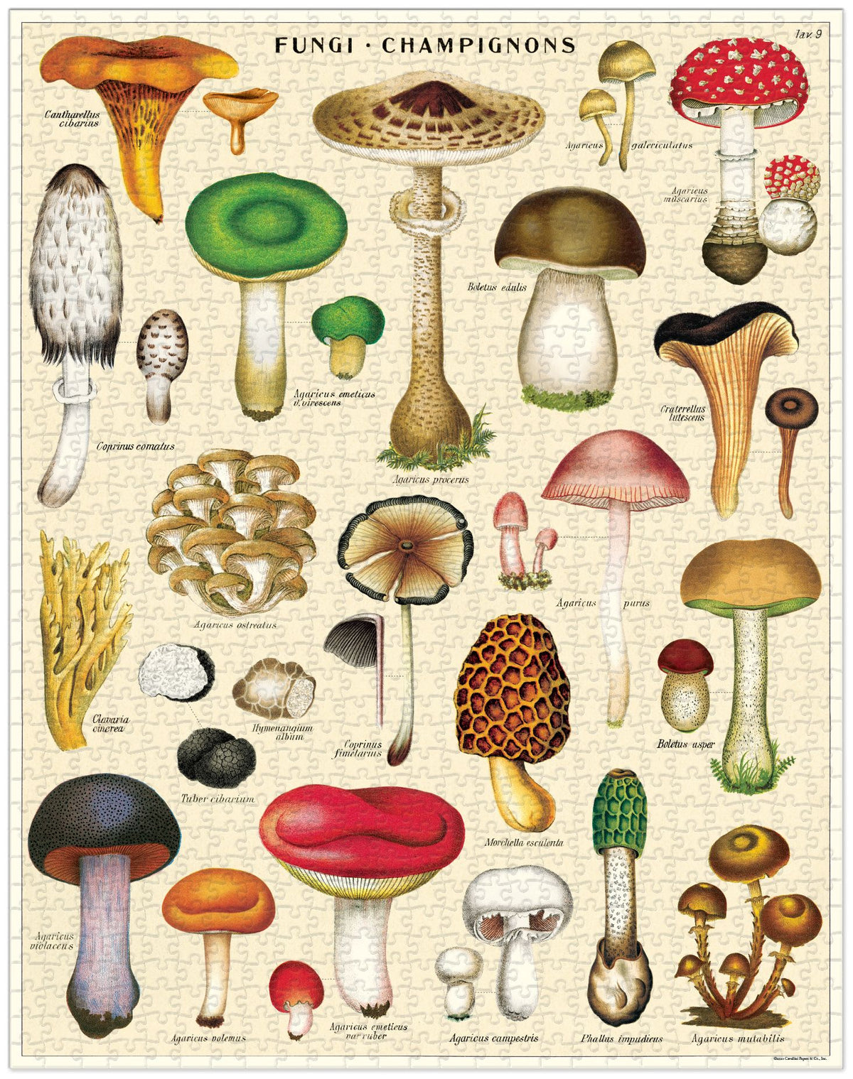 1000-Piece Vintage-Style Puzzle – Mushrooms