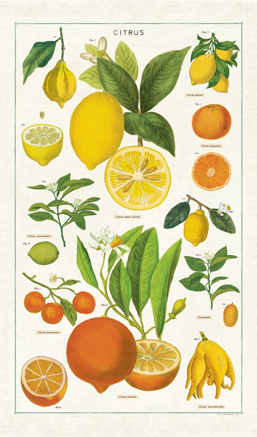 Vintage-Style Tea Towel - Citrus